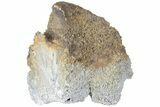 Agatized Fossil Coral Geode - Florida #188137-1